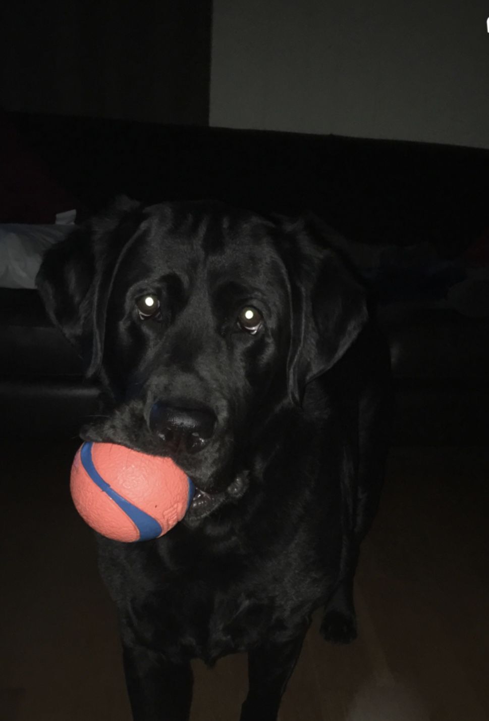 Jake